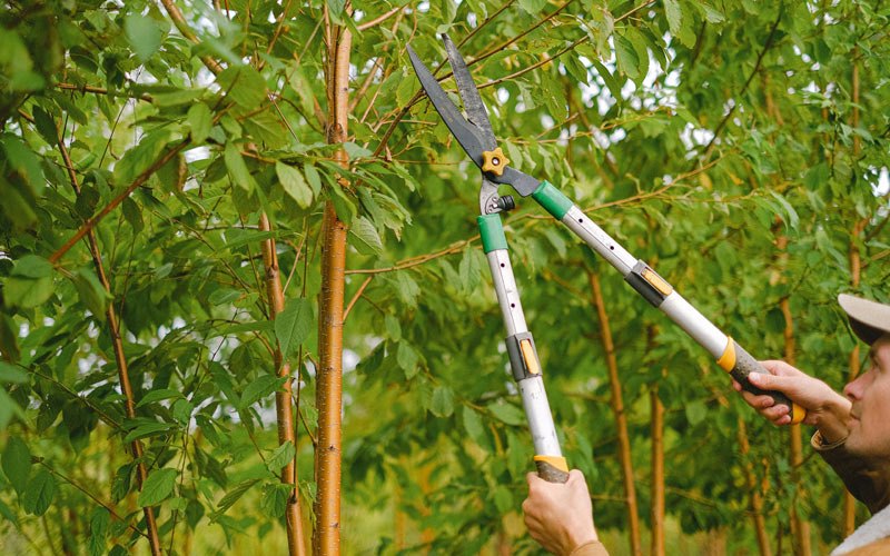 Tree trimming in Ridge Farm, IL