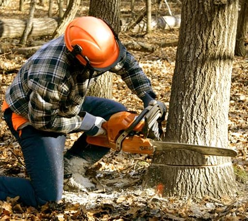 Tree Removal in Ridge Farm, IL